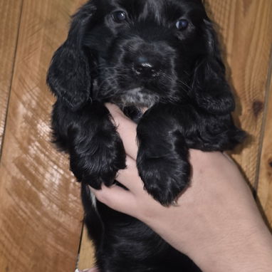 Cocker Spaniel inglés - Img 124296834