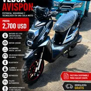 Avispon - Img 56264626