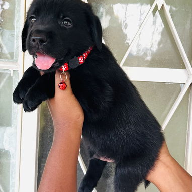 😍 LABRADOR RETRIEVER 😍 - Img 122897497