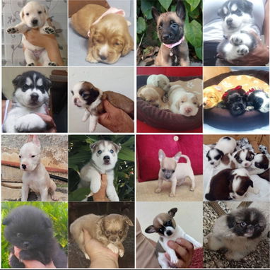 •• RAZAS DE PERROS  TALLA PEQUEÑA, MEDIANA Y GRANDE  BETTY MASCOTAS WHATSAPP 52506841 ••• - Img 122889606