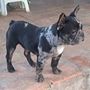 ((( BULLDOG FRANCÉS MACHO YA VACUNADO EN VENTA BETTY MASCOTAS WHATSAPP 52506841 ))) - Img 125065624