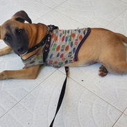 Busco novia para mi perro - Img 56190782