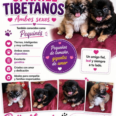 (((( RAZAS CANINAS PARA ELEGIR BETTY MASCOTAS WHATSAPP 52506841 )))) - 6/10