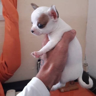 @@@@@Cachorros de excelente genética - Img 124449946