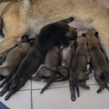 Cachorros hermosos.husky.pastor belga malinoe.pitbull.golde retrive.boxer.pastor aleman.pequine.yorky.salchicha.rowailer - Img 124860338