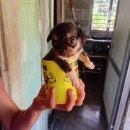 Chihuahuas - Img 55407059