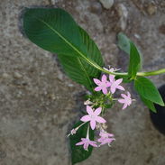 Plantas naturales, pentas de colores y más, únete a mi grupo de WhatsApppp - Img 57952811