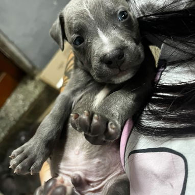 PITBULL,ambos sexos,en 150 USD o equivalente,TENGO MENSAJERÍA,tienen 40 días y están desparacitados - Img 126171281
