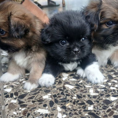 Lindos cachorros Pekines - Img 124897332