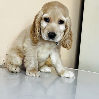 ❤️ HERMOSA CACHORRA COCKER SPANIEL ❤️ - Img 125952869