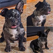 ((( BULLDOG FRANCÉS MACHO YA VACUNADO EN VENTA BETTY MASCOTAS WHATSAPP 52506841 ))) - Img 54502283