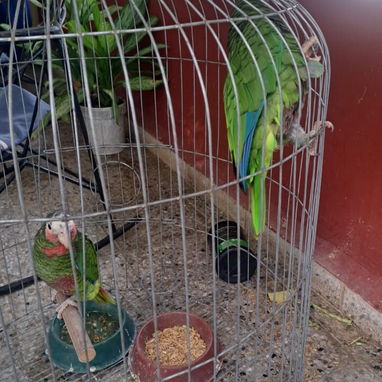 🦜 COTORRAS DE 4 MESES EN VENTA 💚  ✅ 5 cotorras disponibles 🐦 1 perdió un ojo   💵 Precio por cotorra: 200 USD - 4/4