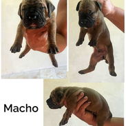 CACHORROS CANE CORSO CON PEDEGREE - Img 57658421