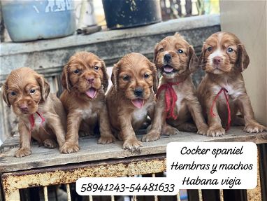 Hermosos cachorros de Coker Spaniel - Img main-image-45917352