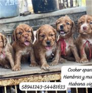 Hermosos cachorros de Coker Spaniel - Img 45917352