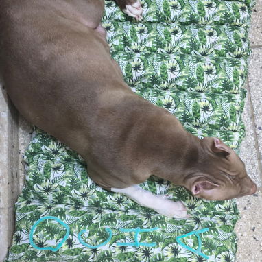 Mascota - 8/10