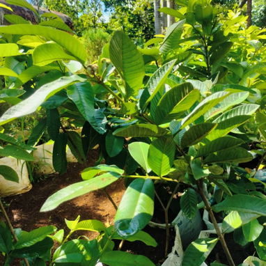 Venta de arboles frutales y ornamentales - Img 124230944