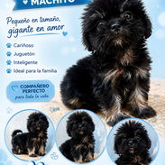 ((( PEQUISHIHTZU MACHITO BETTY MASCOTAS WHATSAPP 52506841 ))) - Img 54651809