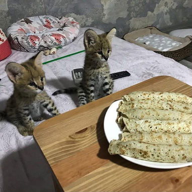 Oferecemos gatinhos das raças Savannah, serval e caracal. - 6/6