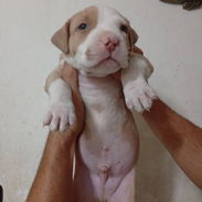 Cachorros Pitbull - Img 56059576