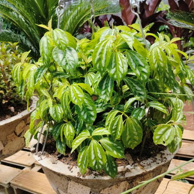 Transforma tu hogar o negocio en un espacio lleno de vida y color con nuestros servicios de jardinería profesional. Ofre - Img 125534402