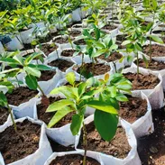 Venta de arboles frutales y ornamentales - Img 55997408