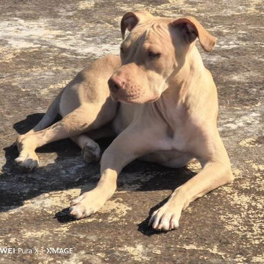 Cachorros de pitbull - Img 121296627