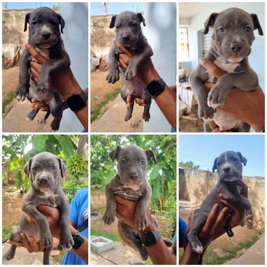💜💜💜* 🐶 PITBULL AZUL  AMBOS SEXOS VARIEDAD DE COLORES WHATSAPP  58746643... 💜💜💜. - Img 125452535