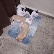 Cachorros pitbull - Img 56448536