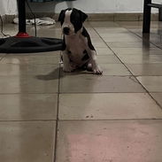 Cachorro Pitbull - Img 58222612