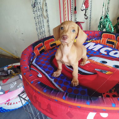 Si buscas un hermoso Ejemplar solo llame al 53818081 - Img 124333990