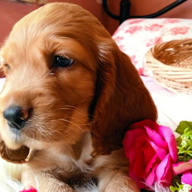 Venta de cachorros - Img 124624248