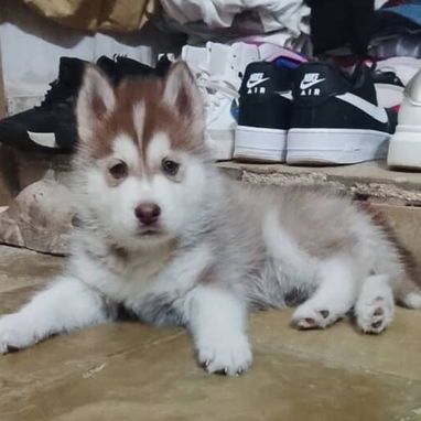 Cachorro de Husky Siberiano - 2/7