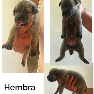 CACHORROS CANE CORSO CON PEDEGREE - 7/10