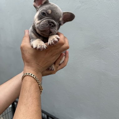 Cachorro bulldog francés - Img 125477498