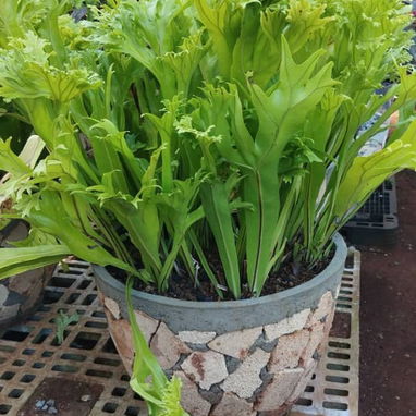 Venta plantas ornamentales - Img 119199637