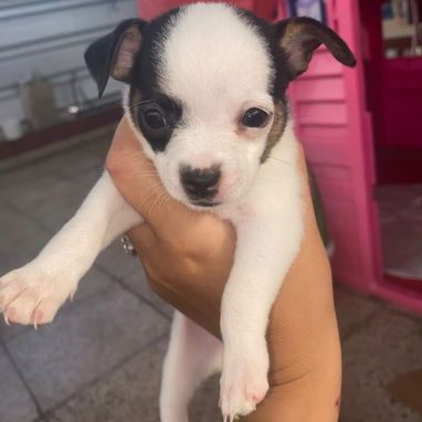 Vendo - 2/5
