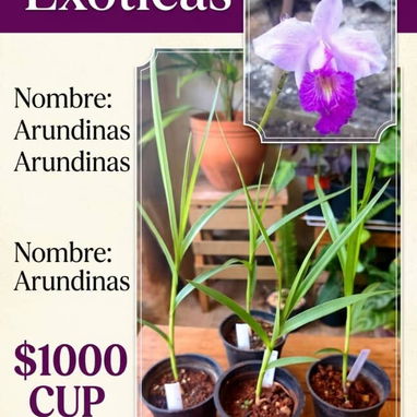 Orquidea - 7/8