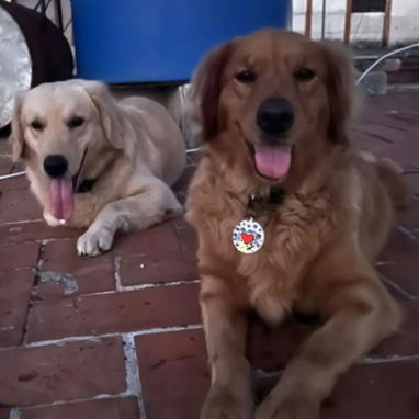 GOLDEN RETRIEVER,machos,en 250 USD o equivalente,TENGO MENSAJERÍA,tienen 48 días y están desparacitados - 7/7