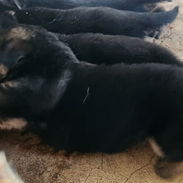 En venta cachorros machos de pastor alemán - Img 58194201