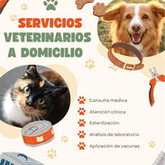 Servicio veterinario a Domicilio - Img 56554737