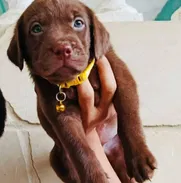 💢Labradores Retriever 💢 - Img 50836921