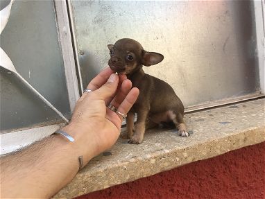 Chihuahua hembra color chocolate - Img main-image-45758423