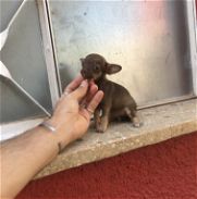 Chihuahua hembra color chocolate - Img 45758423