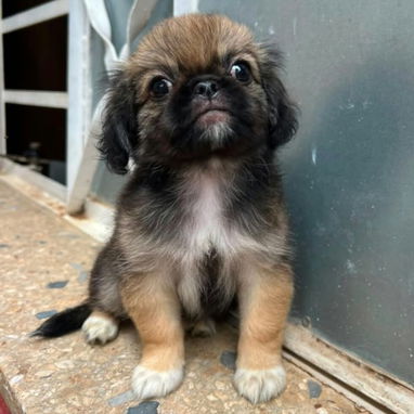 ((( CACHORROS DE SPANIEL TIBETANOS AMBOS SEXOS WHATSAPP 58746643 ))). - 5/7