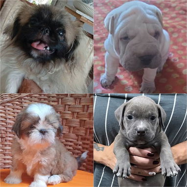 • • • • RAZAS CANINAS PARA ELEGIR BETTY MASCOTAS WHATSAPP 52506841 • • • • - Img 126216006