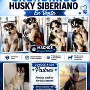 Husky deberíamos - Img 56359437