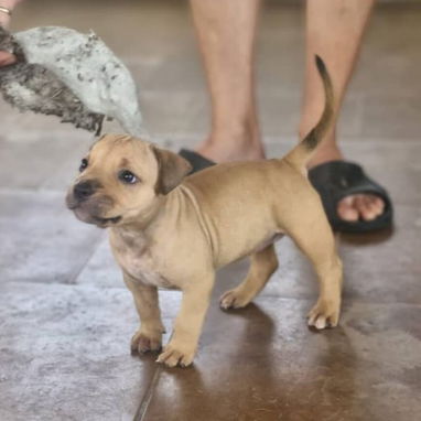 PITBULL,hembra,en 300 USD o equivalente,TENGO MENSAJERÍA,tiene 40 días,desparacitada,PADRE BULLY Y MADRE PITBULL - Img 126448089