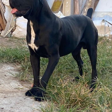 CANE CORSO CON PEDIGREE - Img 123798406