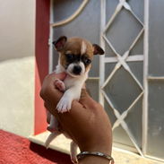 🐾Hermosos Chihuahuitas Machitos💙🤏🏻🎁🐶 - Img 55815308